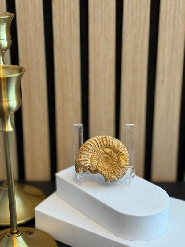 Ammoniet Fossiel Heel