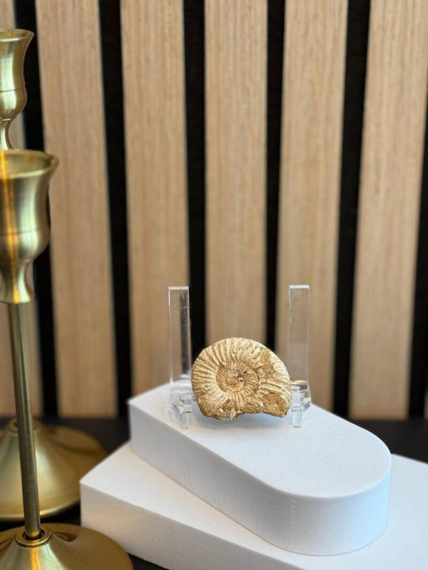 Ammoniet Fossiel Heel