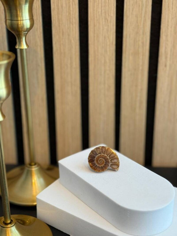 Ammoniet Fossiel half gepolijst