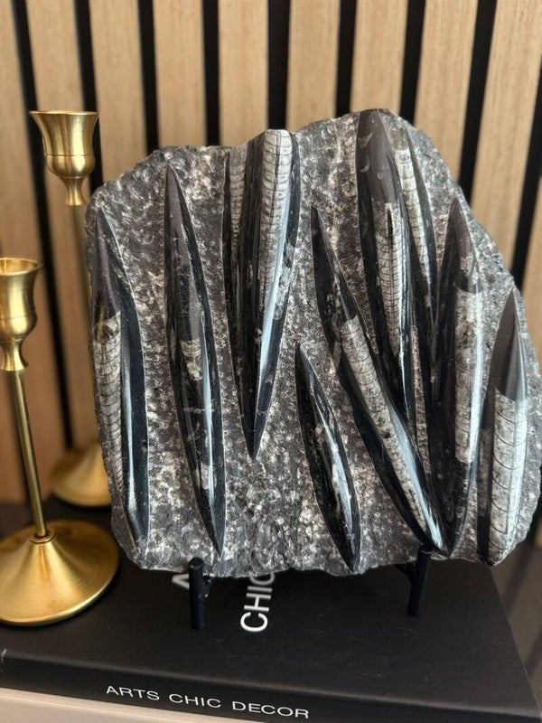 Orthoseras Fossiel Plaat INCL Standaard