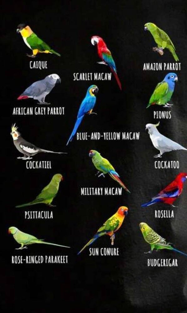Parrot Shirts