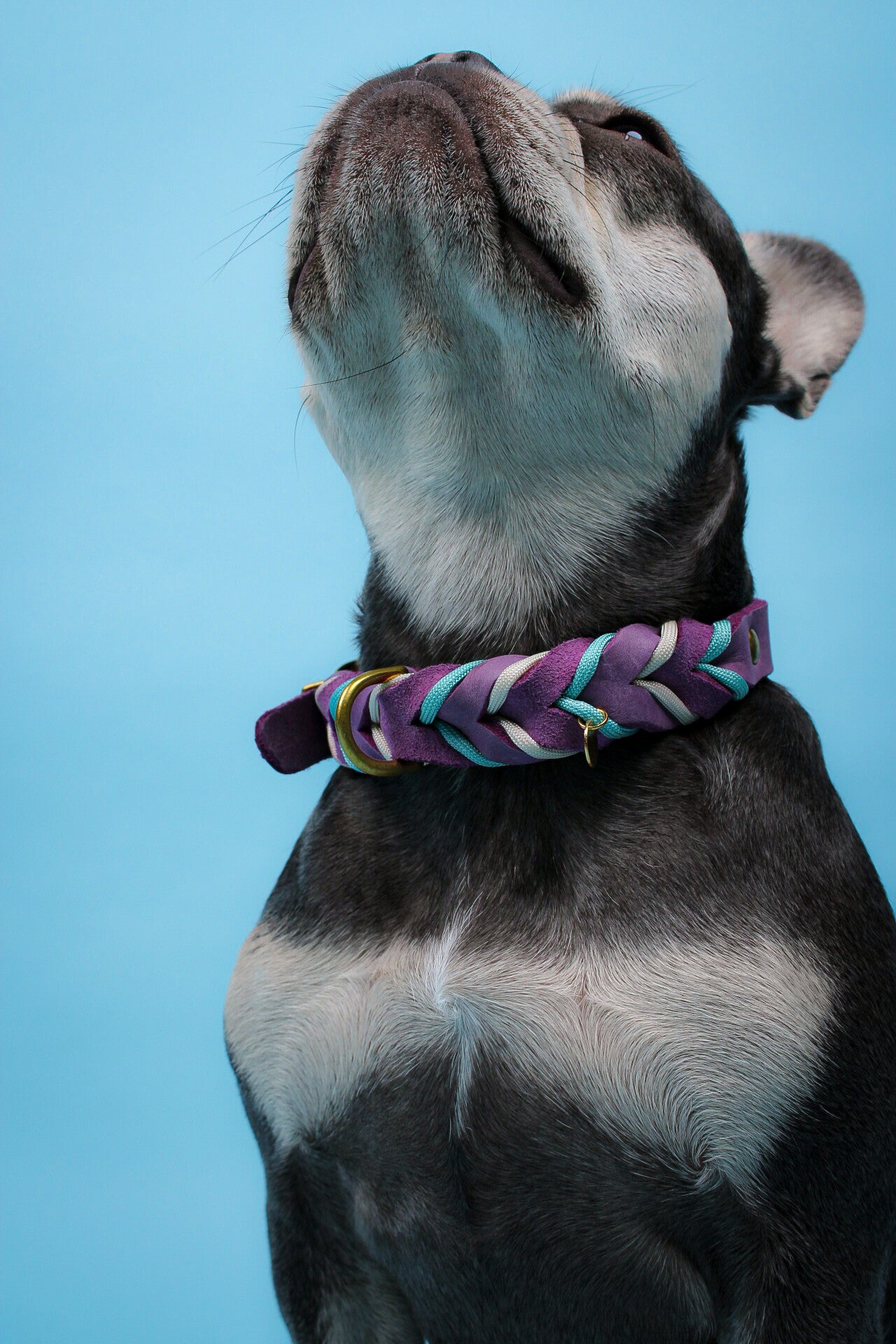 Verstelbare halsband vetleer - Colour Twist