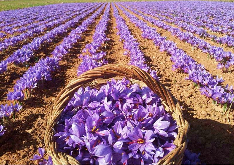 Campos de Azafrán Consuegra