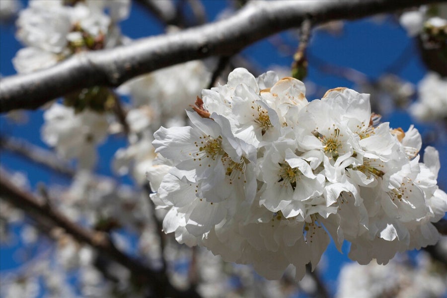Flor del cerezo