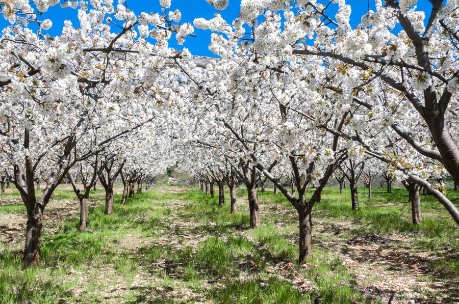 Cerezos en flor valle del jerte