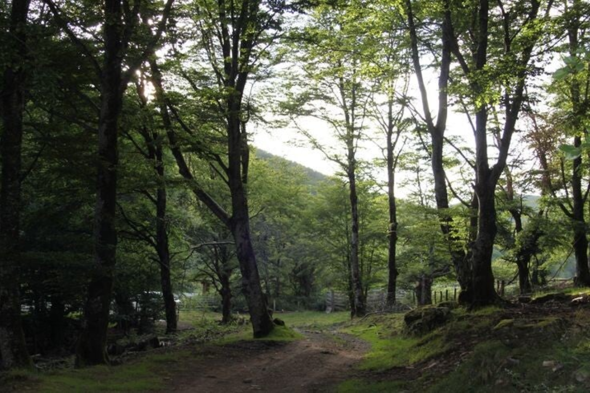 Belate: un corredor milenario entre reinos, bosques y nieblas