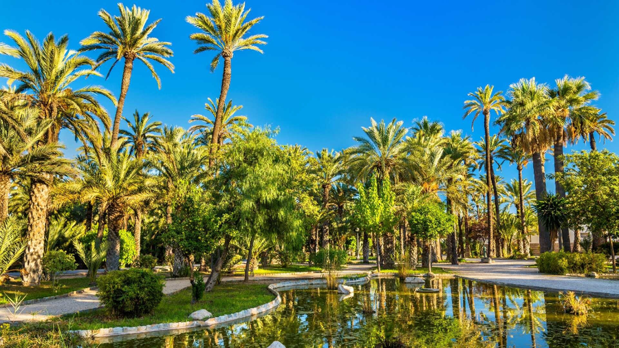 palmeral de elche
