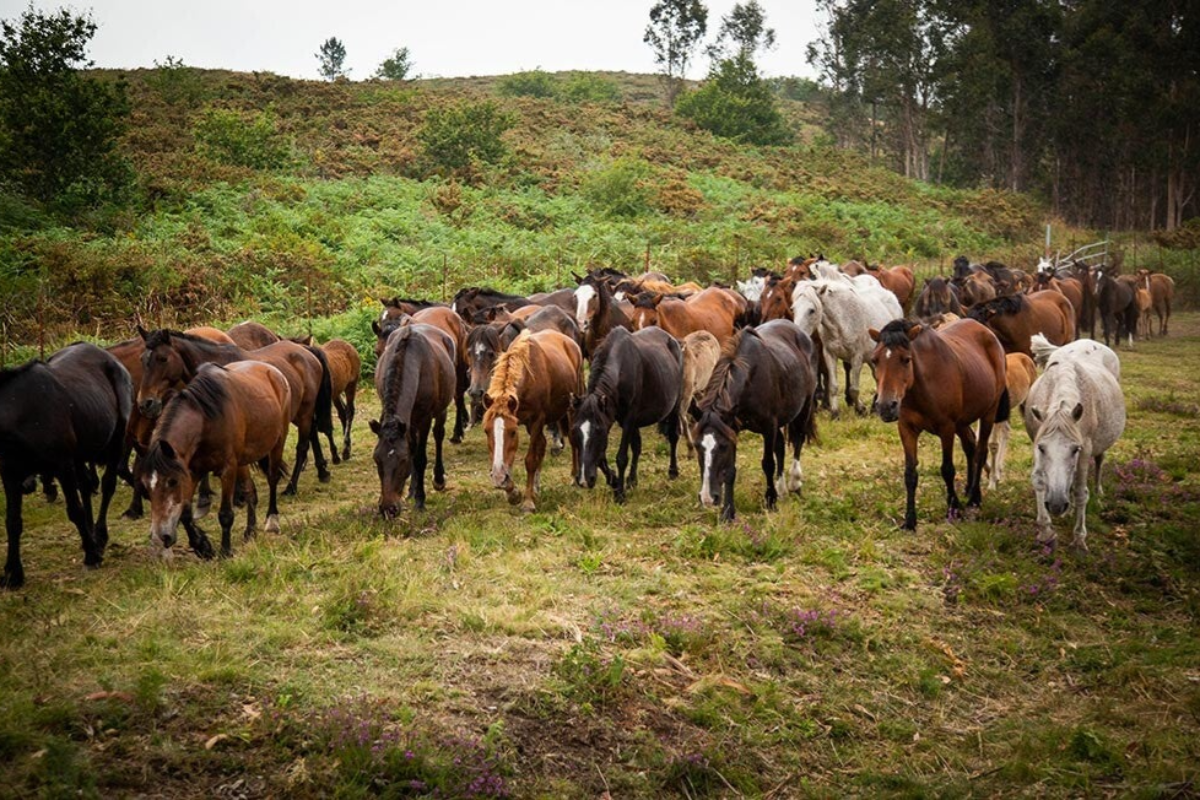 Suelta de caballos despues de la rapa