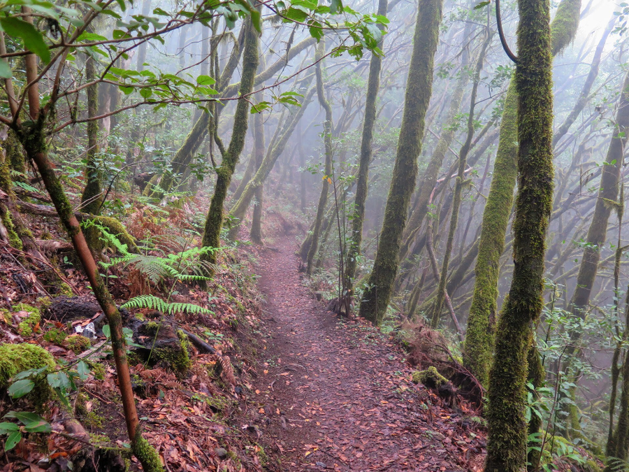 Garajonay: leyendas, secretos y cómo no perderse en el bosque que respira