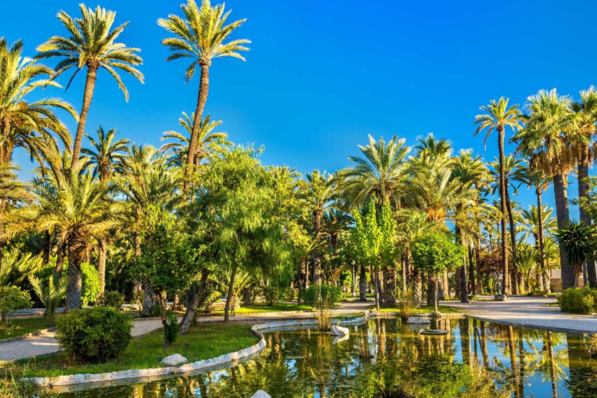 palmeral de elche