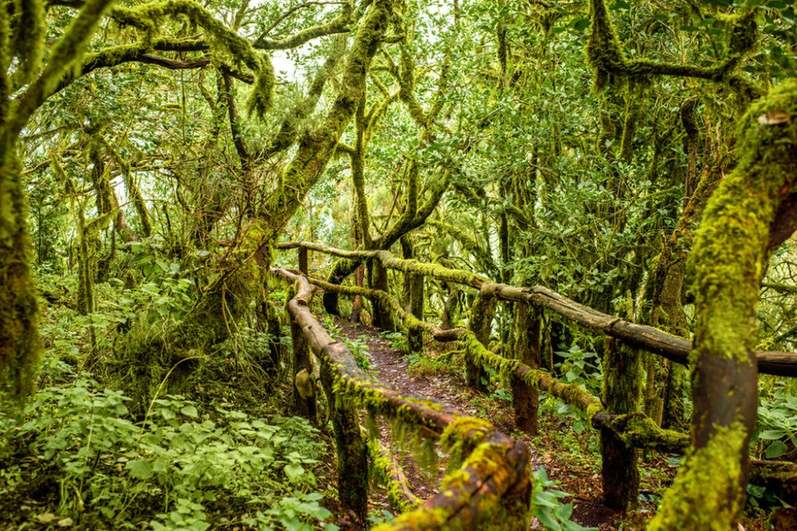 Garajonay: leyendas, secretos y cómo no perderse en el bosque que respira