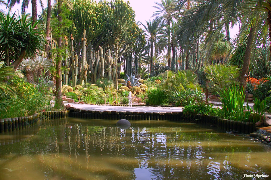 Huerto del Cura, Palmeral de Elche