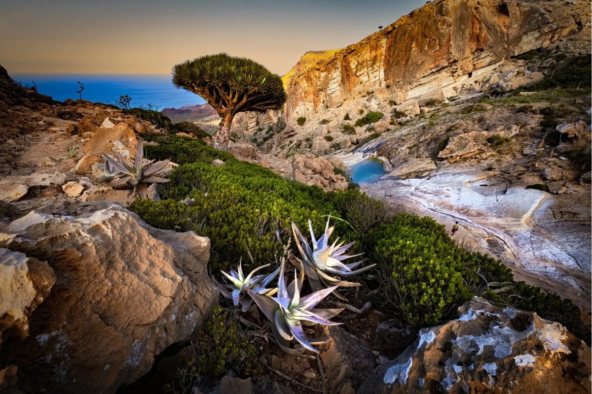 Isla de Socotra