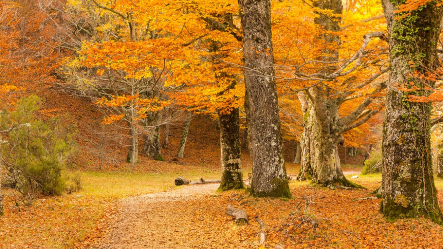 Otoño en el Hayedo de Montejo