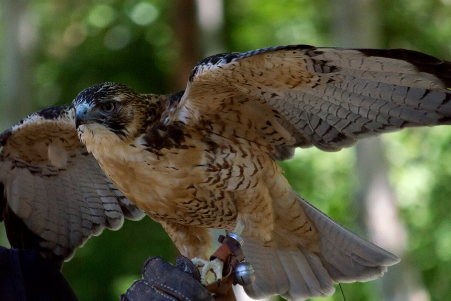 Espectáculo de aves rapaces, Monasterio de Piedra