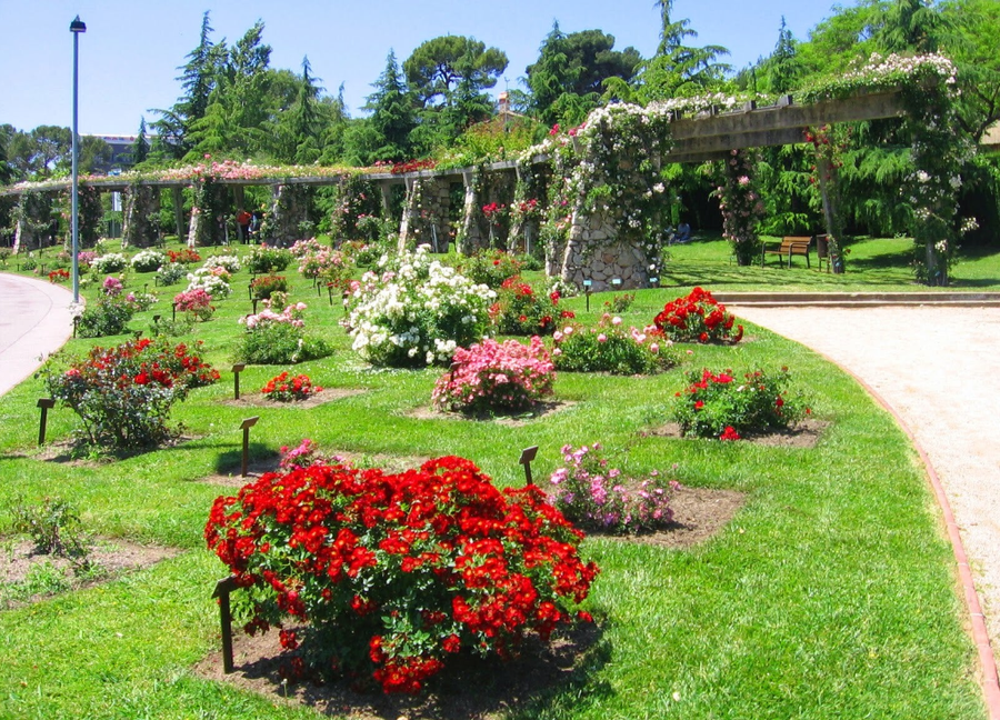 Parque Cervantes: la ciudad florece en silencio