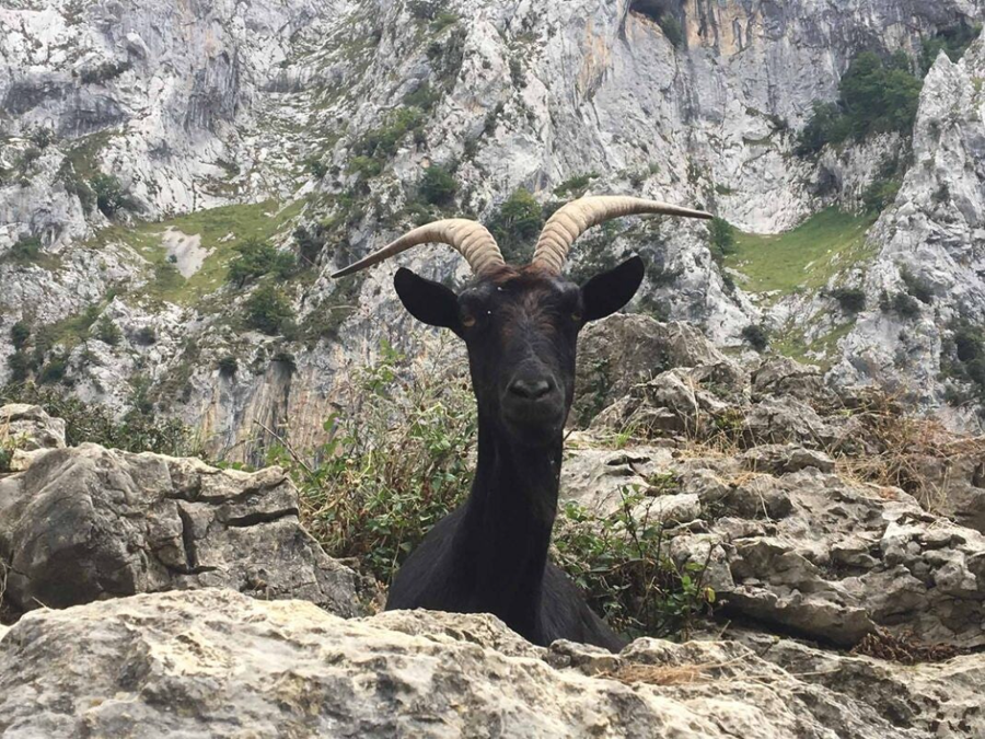 cabra asomandose entre las rocas en la ruta del cares