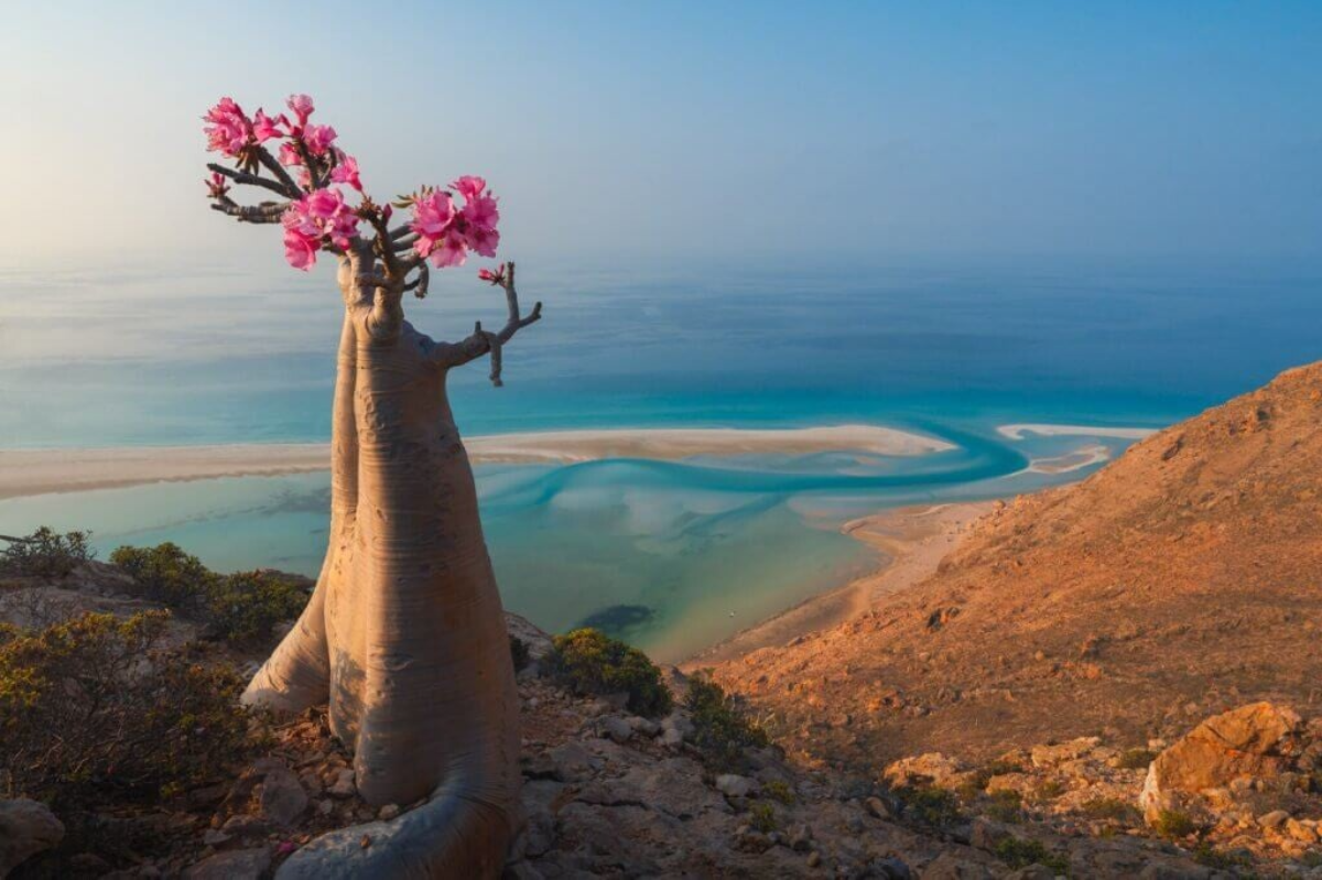 Arbol de Botella, Socotra