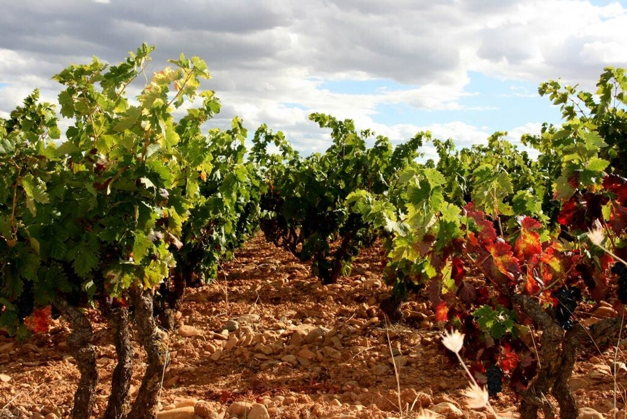 Viñedos del Altiplano, Yecla