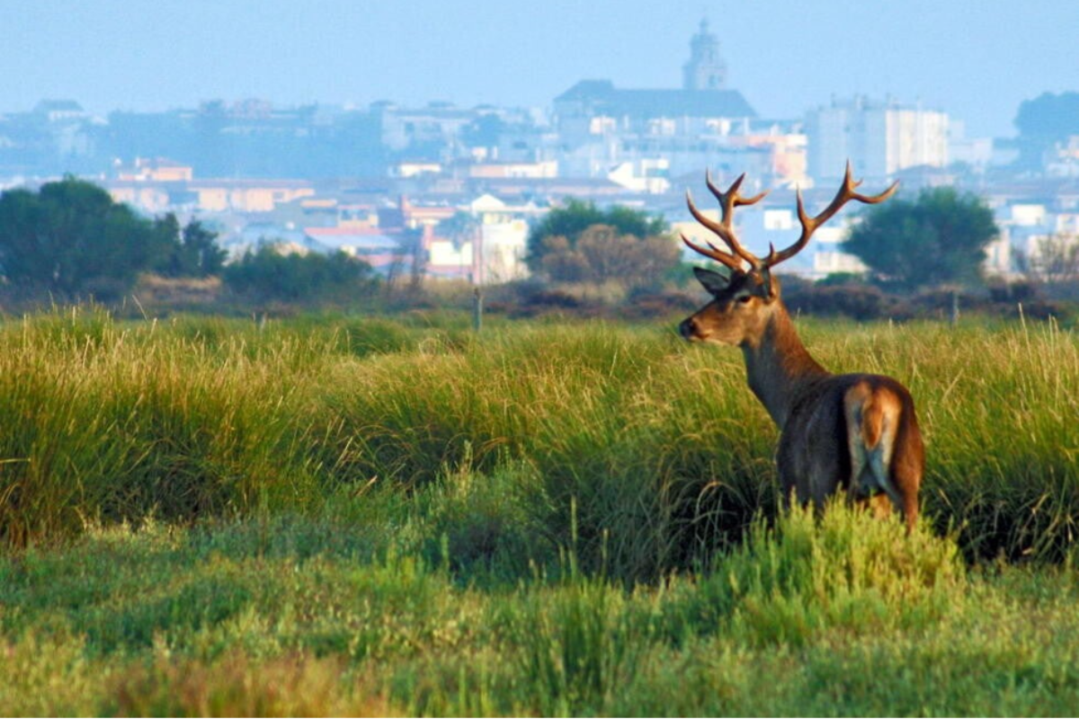 Parque Nacional de Doñana