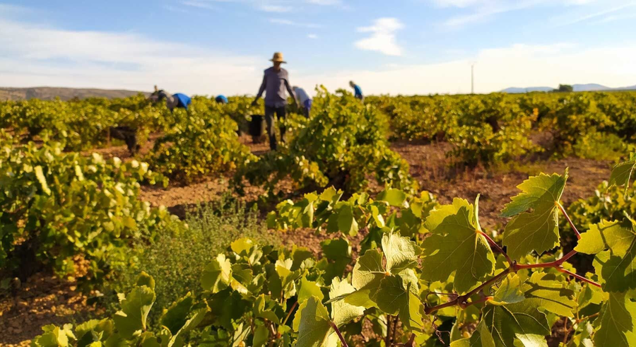 Ruta del Vino y los Viñedos de Valdepeñas