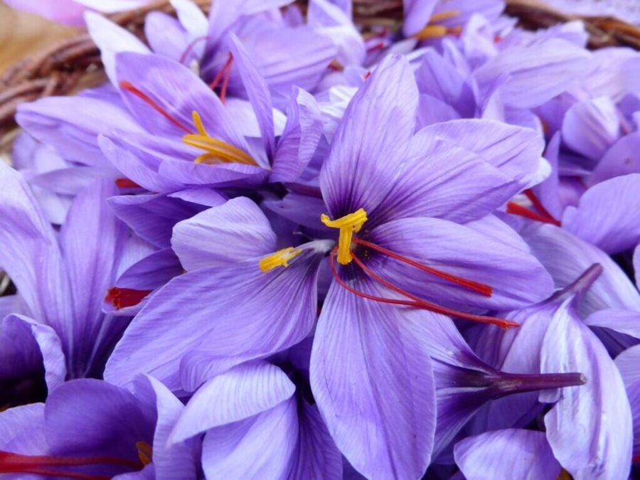 Flor del azafran con un intenso color violeta