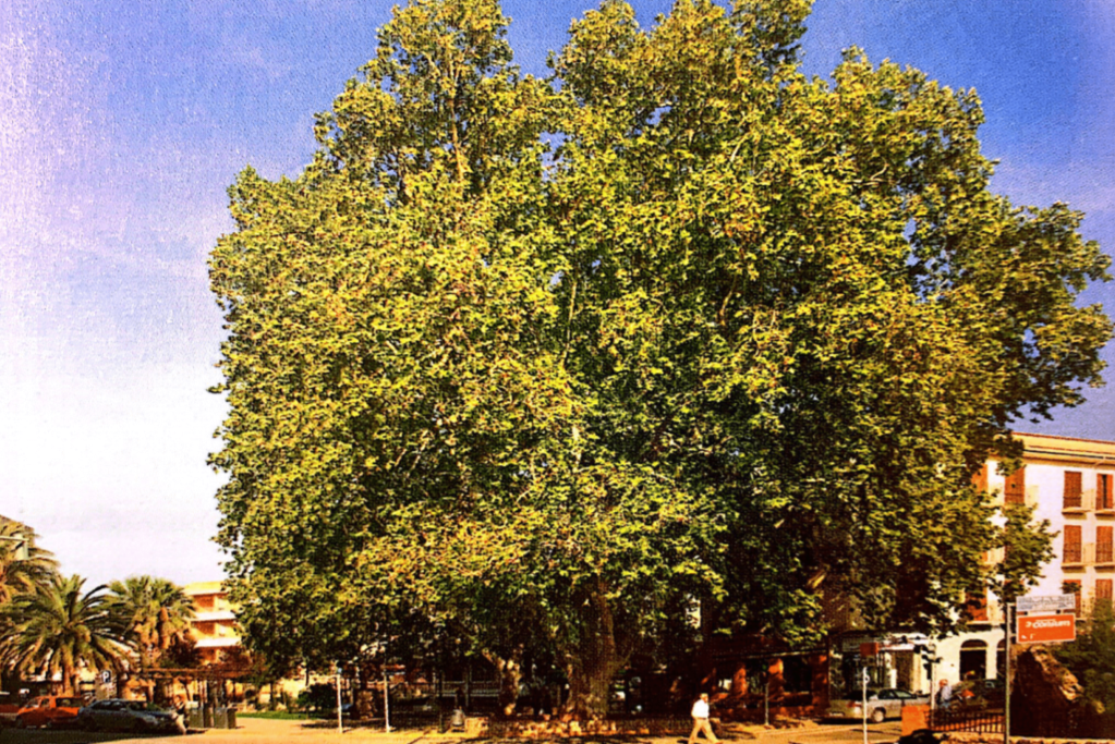 La Lloca, Canals Valencia