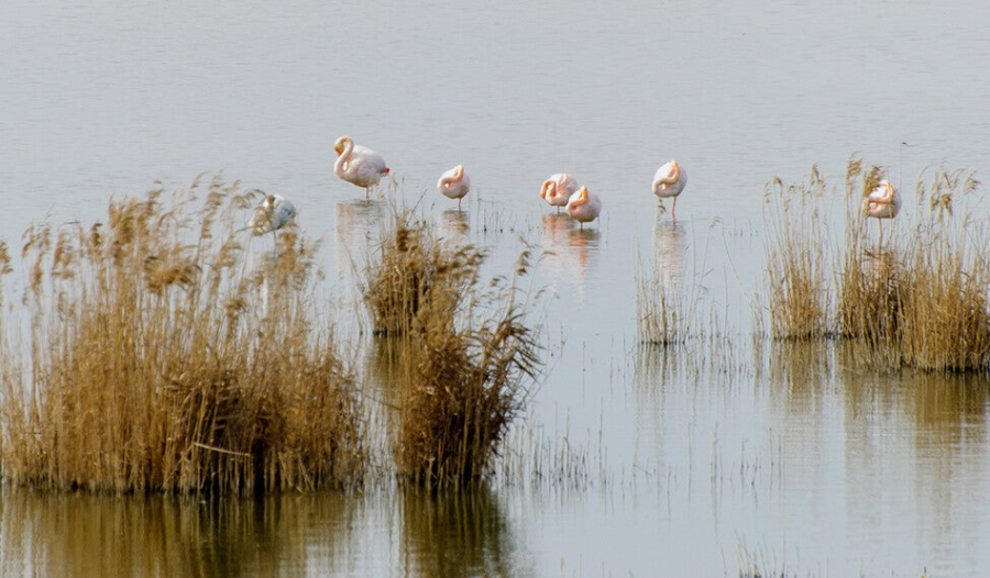 Complejo Lagunar de Alcázar: sal, aves y horizontes líquidos