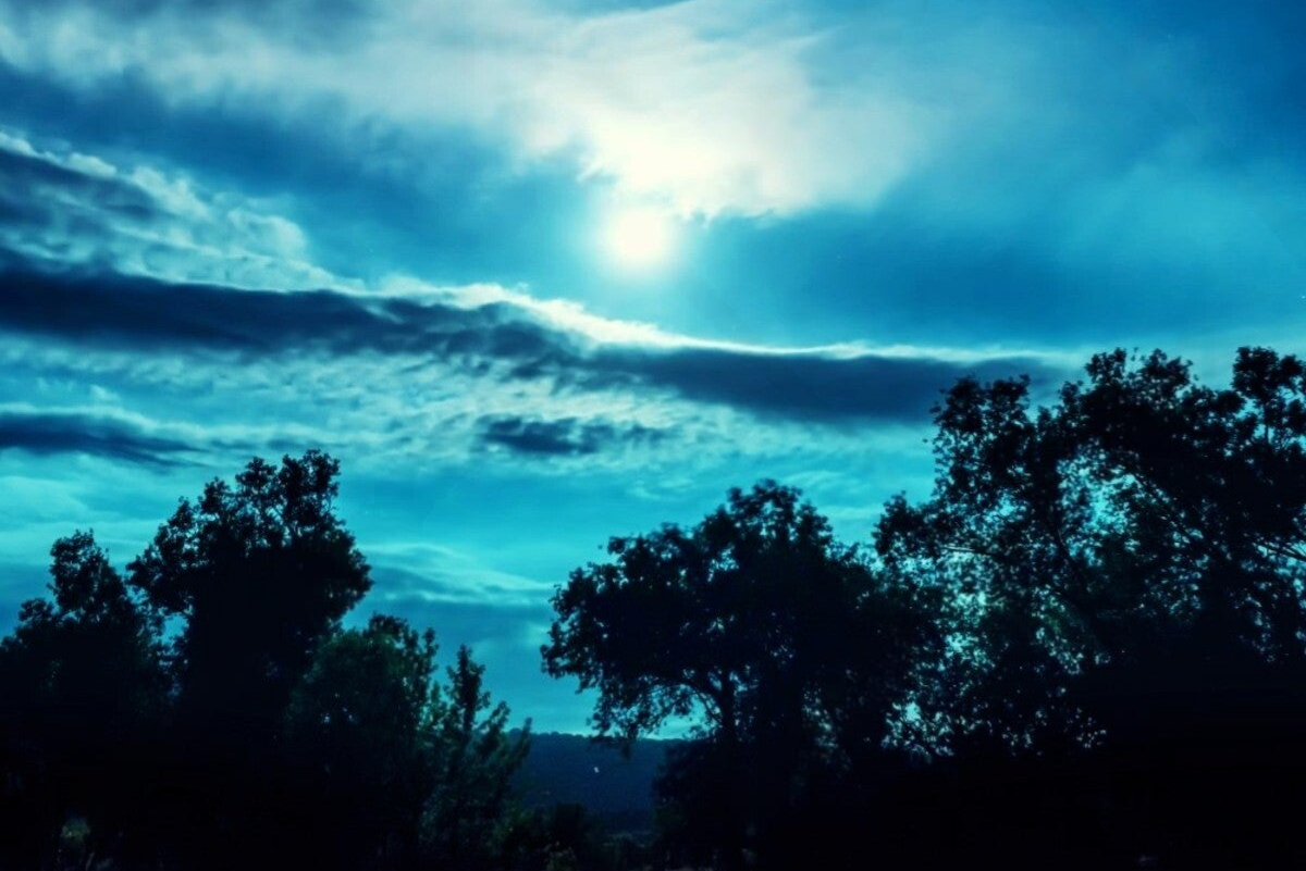 Bosque de noche