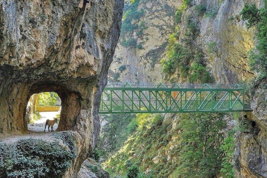 cabra y puente en la ruta del cares