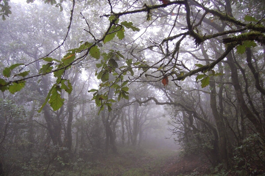Bosque de Reza
