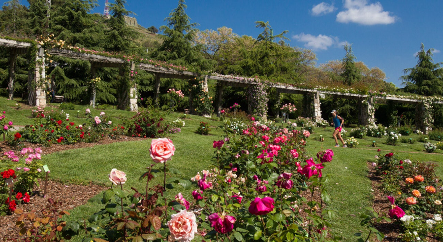 Parque Cervantes: la ciudad florece en silencio