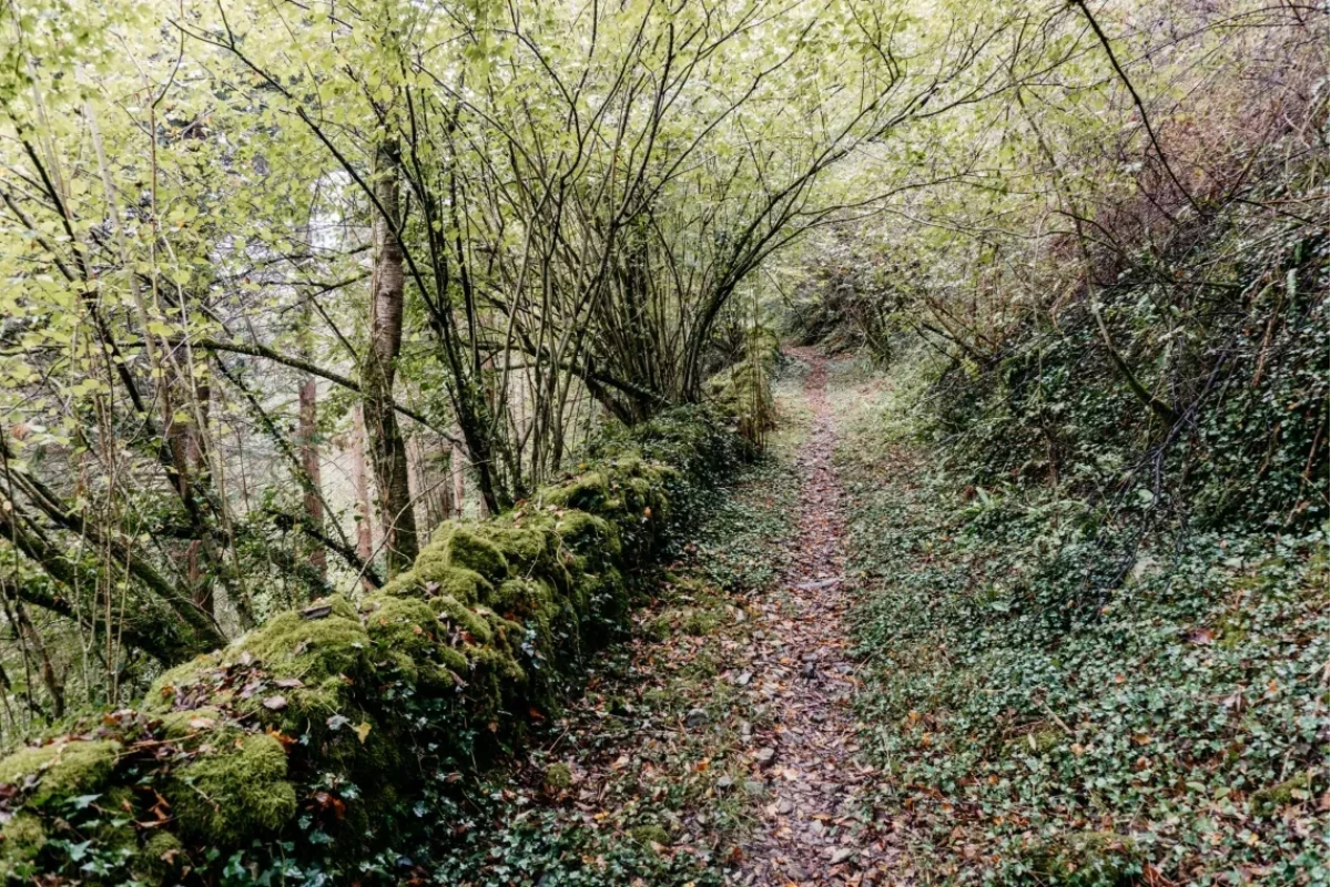 Belate: un corredor milenario entre reinos, bosques y nieblas
