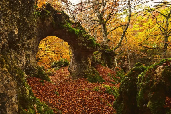 Paseo circular por los hayedos de Roncesvalles