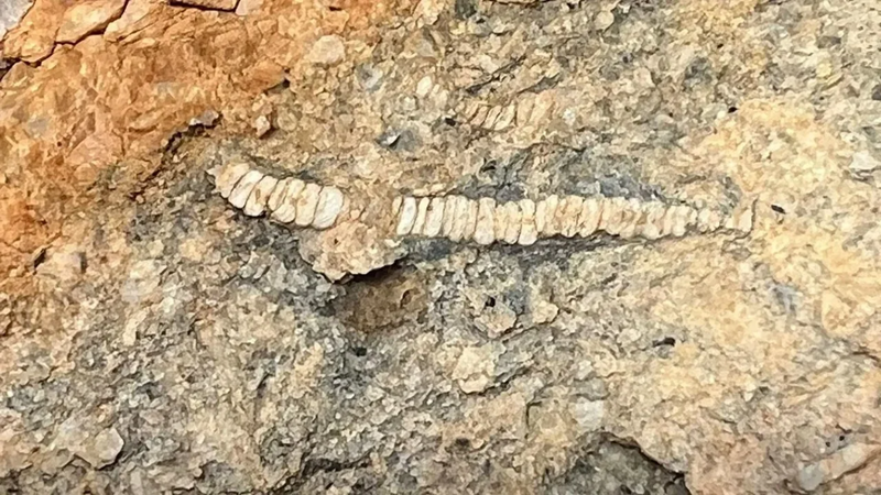 Imagen de Fosil marino en la Sierra de Atapuerca, Burgos