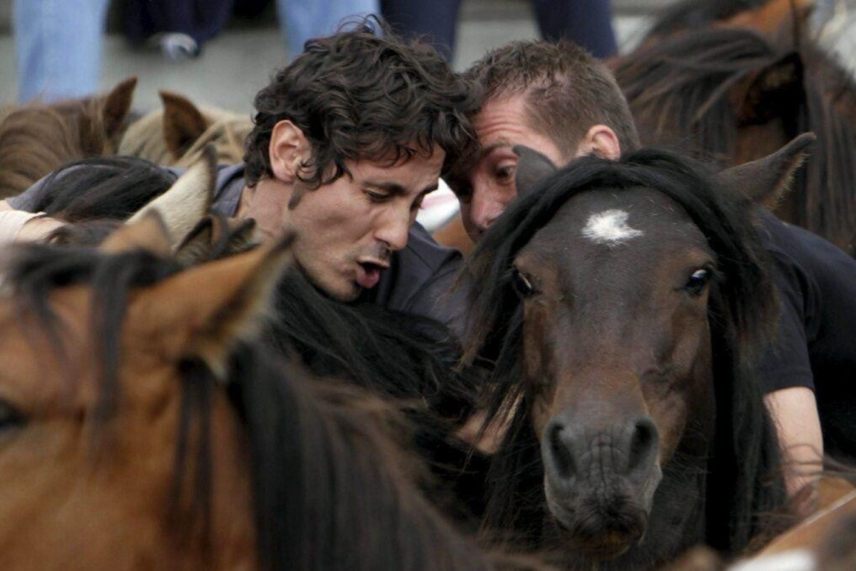 Rapa das Bestas de Sabucedo
