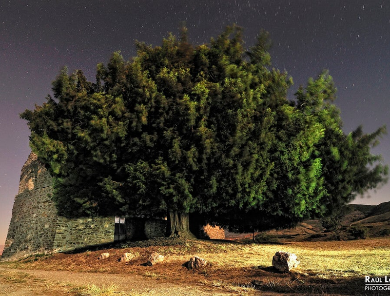 Tejo Milenario de San Cristóbal de Valdueza