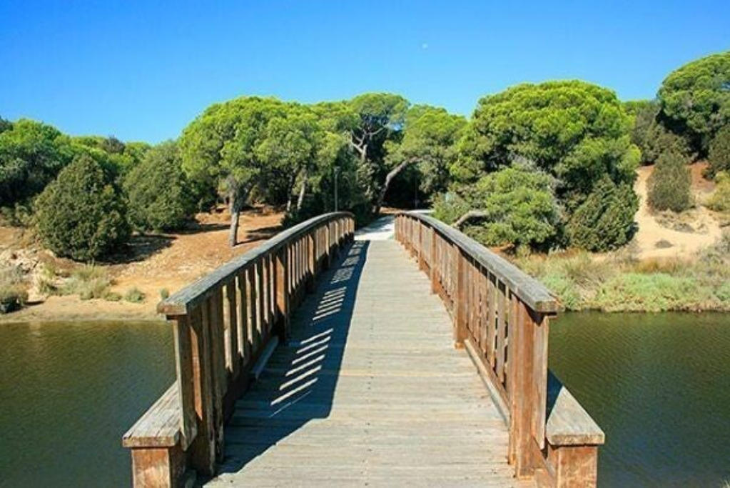 Bosque de Pinares de Cartaya: el pulmón verde del litoral onubense