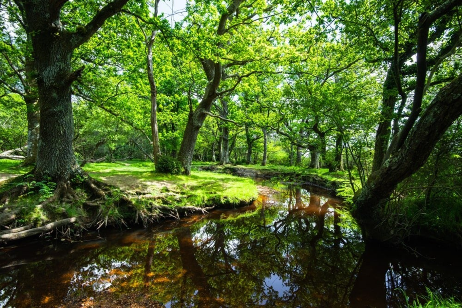 Jardines de A Toxa – Geometría verde y silencio atlántico
