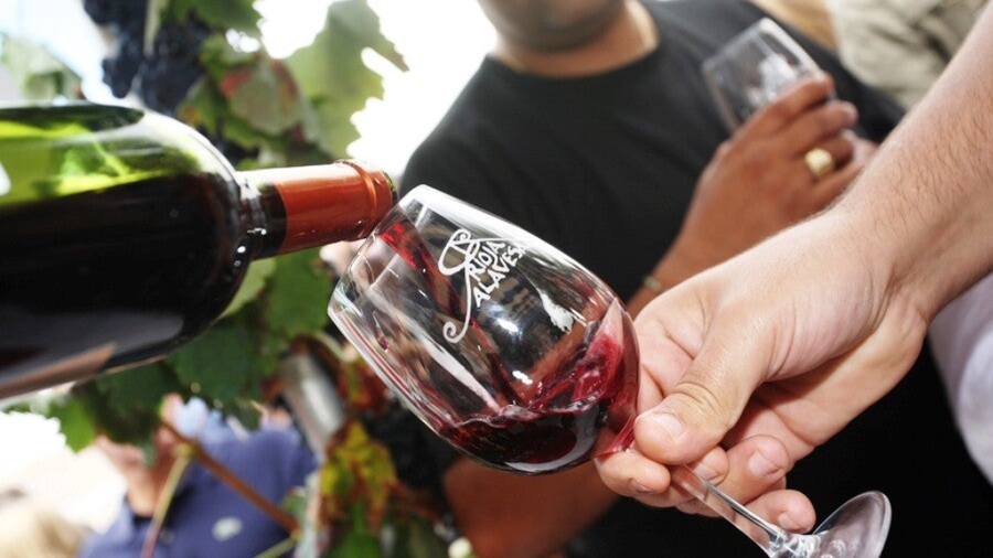 Vendimia en Rioja Alavesa: tradición y vino con Denominación de Origen