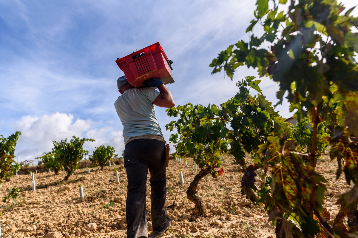 Vendimia en La Rioja y la excelencia de la DOCa Rioja
