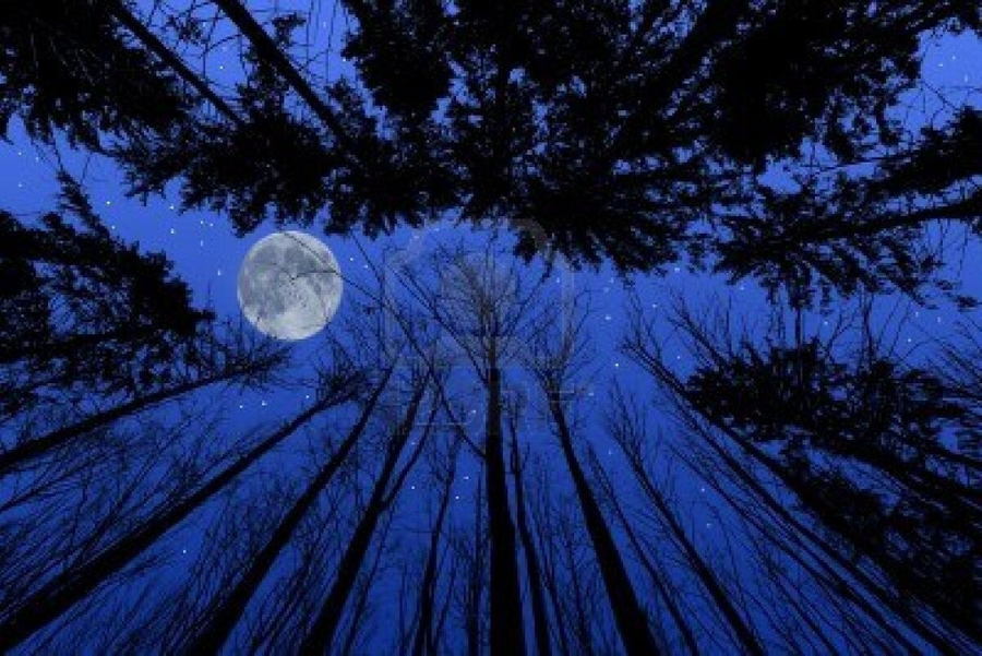 Bosque de noche