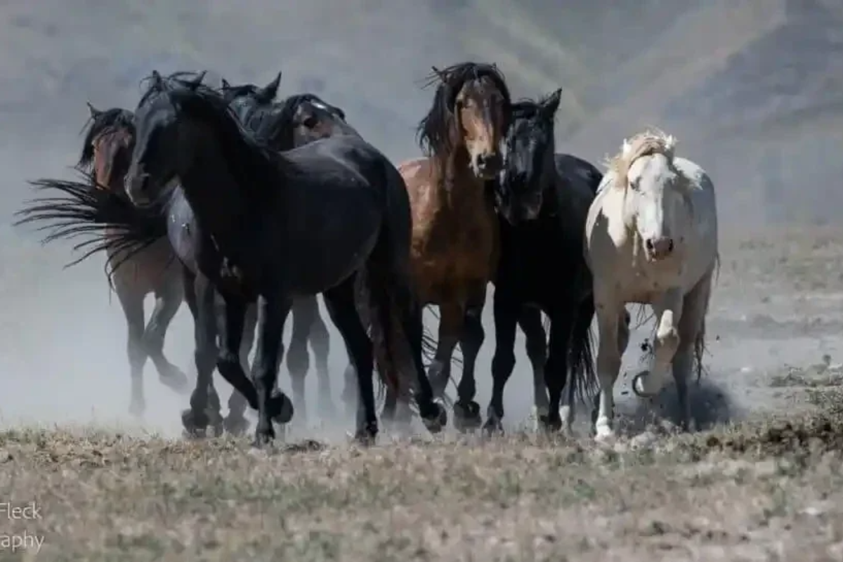 Caballos en libertad por el campo