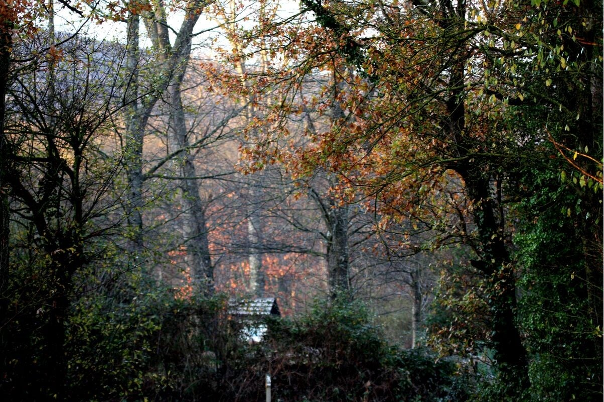 Bosque de Orgi: el corazón antiguo de la Ultzama