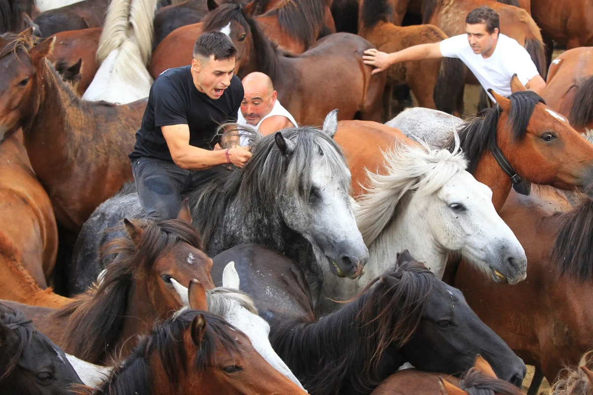 Rapa das Bestas de Sabucedo se remonta a tiempos ancestrales