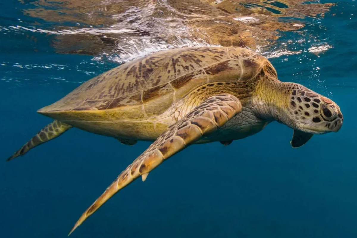 Tortuga marina de la Isla de Socotra