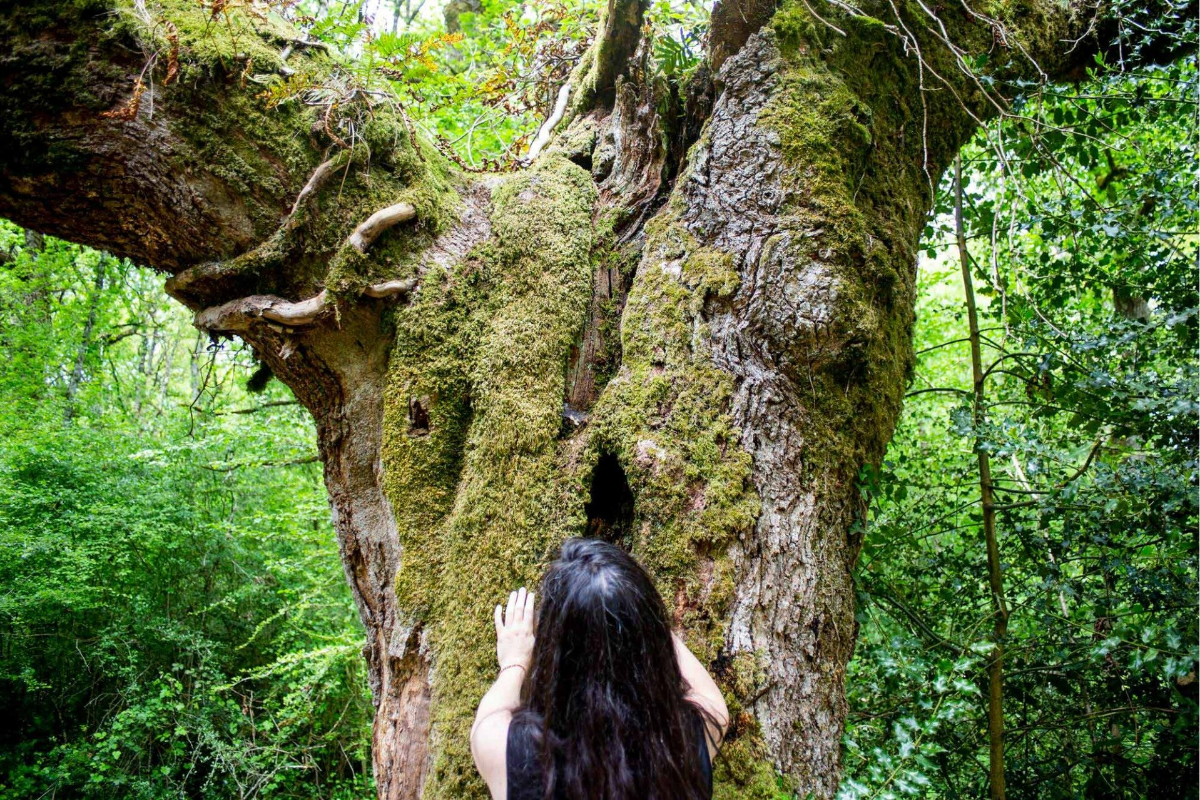 Bosque de Orgi: el corazón antiguo de la Ultzama