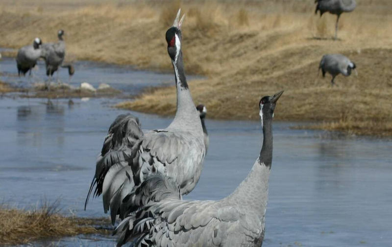 Laguna de Gallocanta