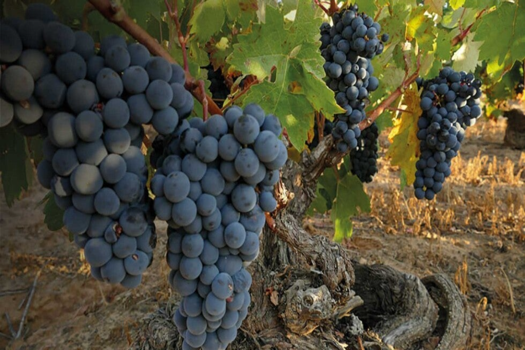 Viñedos Ribera del Duero