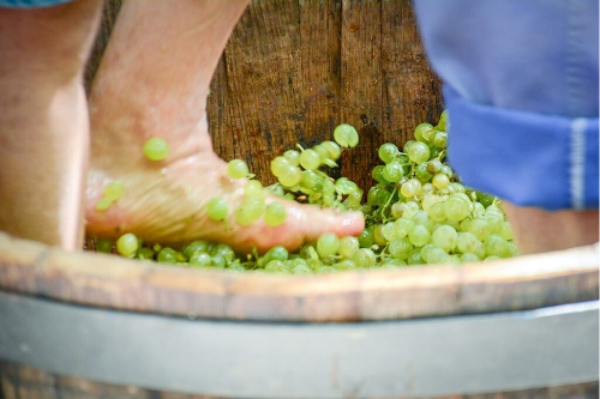 Pisador de uvas